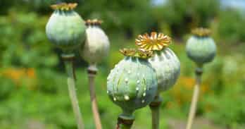 Opium - curse or cure