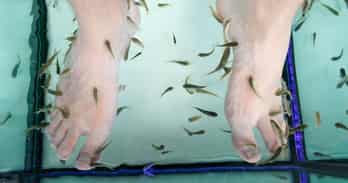 Fish pedicures Chiang Mai Thailand