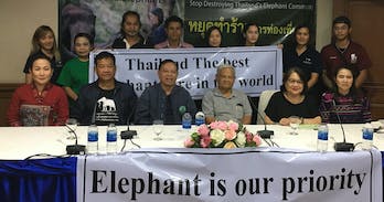 Thailand's elephant owners respond to New Zealand press attacks