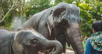 Northern Thailand elephant study