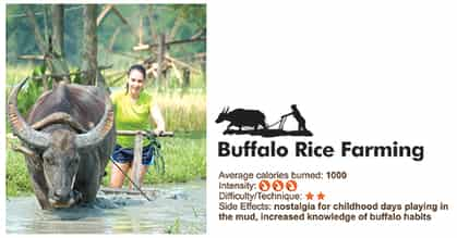 Buffalo Rice Farming