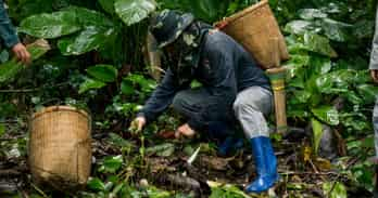 Tree planting in Mae Kampong